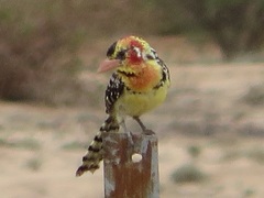 Trachyphonus erythrocephalus