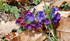 Pulmonaria australis