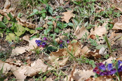 Pulmonaria australis