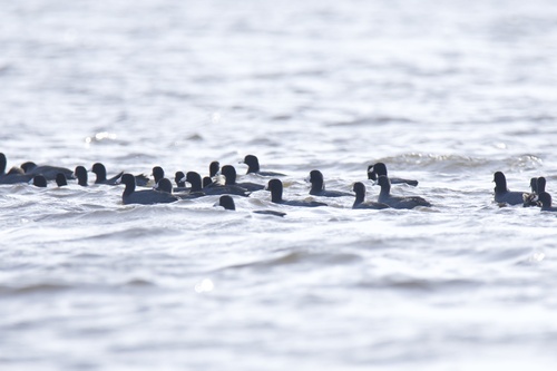 American Coot photographed in Arkansas