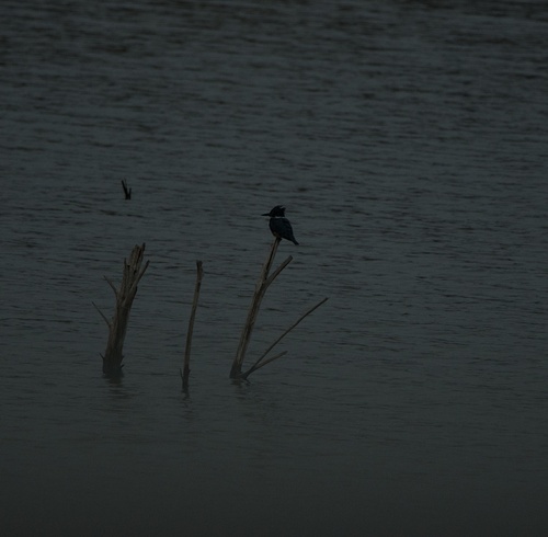 Belted Kingfisher photographed in Oklahoma