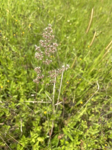 Natal Grass
