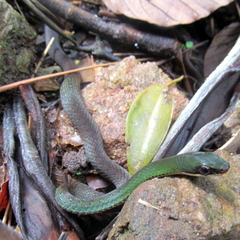 Dendrophidion boshelli