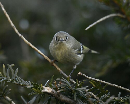 Ruby-crowned Kinglet photographed in New Hampshire