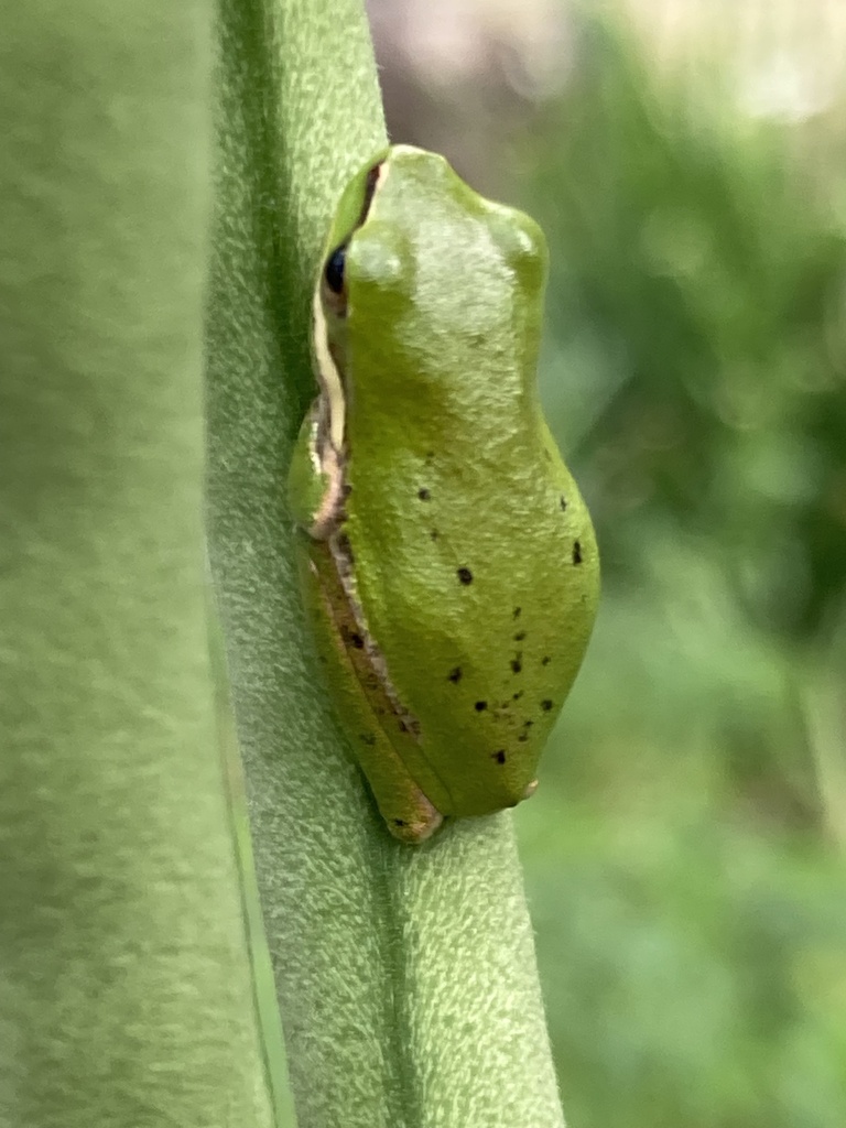 Eastern Dwarf Tree Frog from Burraneer Rd, Coomba Park, NSW, AU on ...