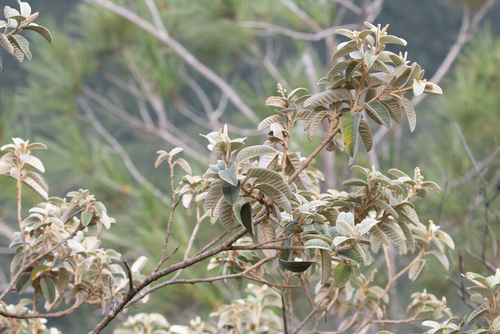 Croton azuensis