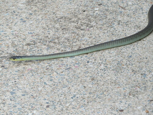 Common Tree Snake sighting
