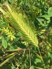 Hordeum murinum glaucum