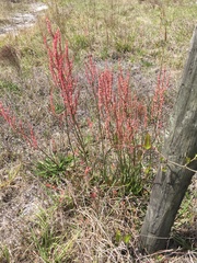 Rumex hastatulus