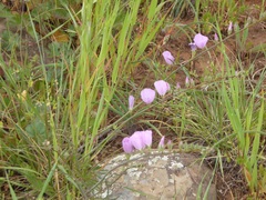 Sidalcea sparsifolia