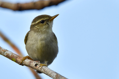 Kamchatka Leaf Warbler photo 3