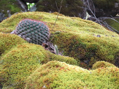 Mammillaria wagneriana