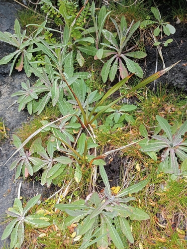 Image of Sonchus kirkii by (c) John Barkla, some rights reserved (CC BY)