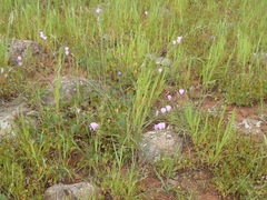 Sidalcea sparsifolia