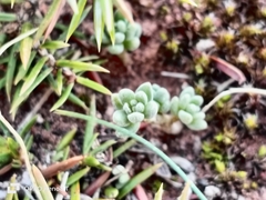Sedum gypsicola, photograph Mourad Harzallah, CC BY, iNaturalist via GBIF