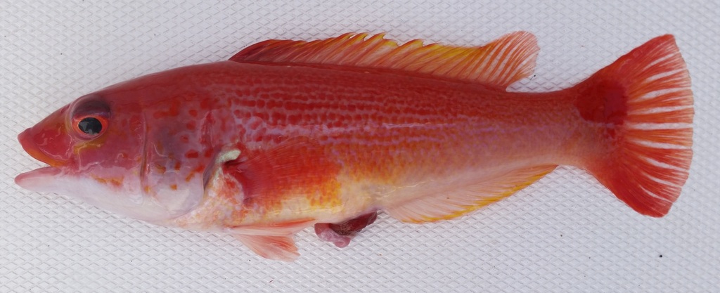 Polylepion