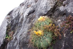 Ferocactus glaucescens