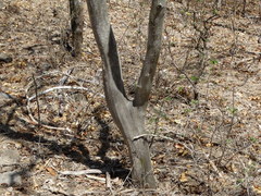 Chloroleucon mangense