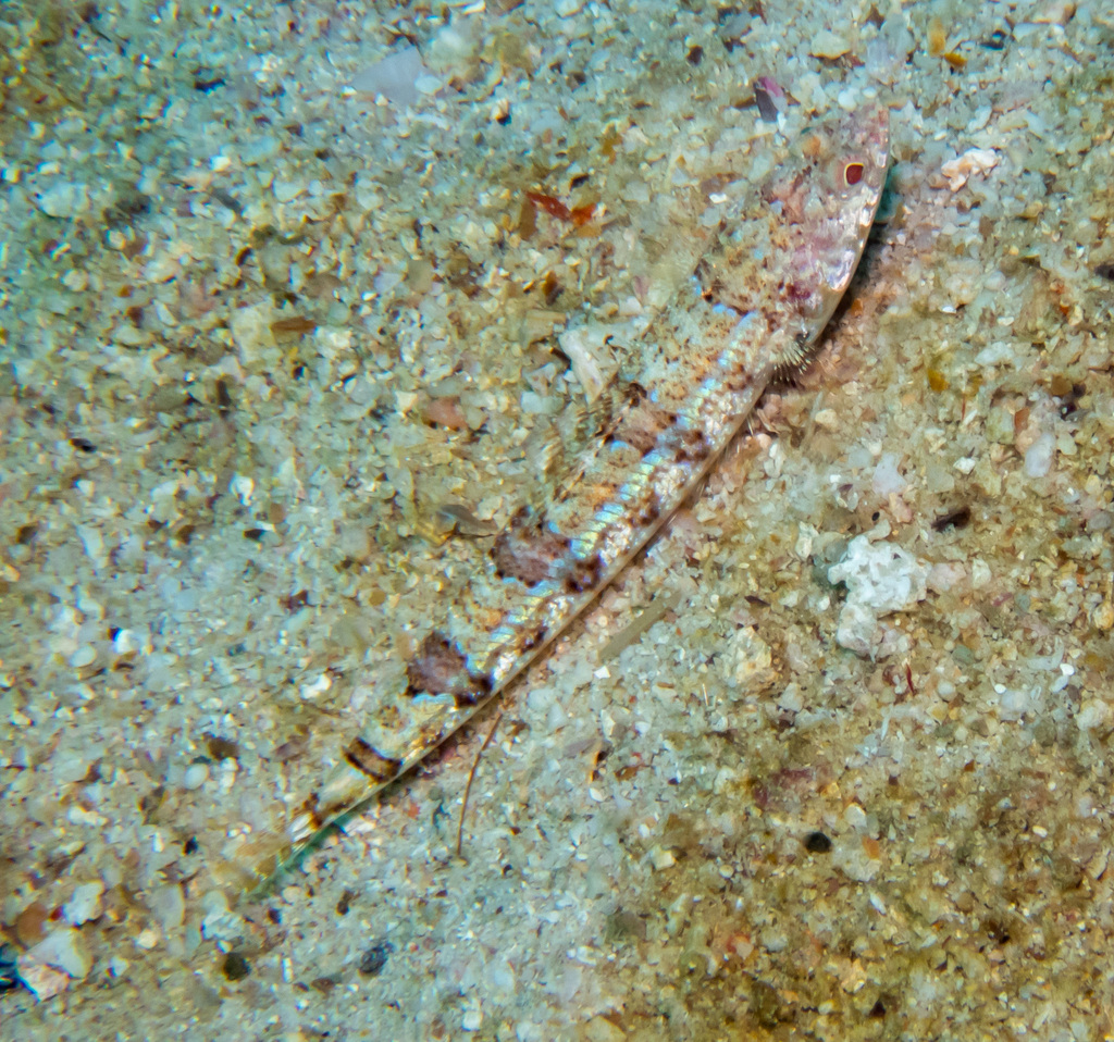 banded lizardfish