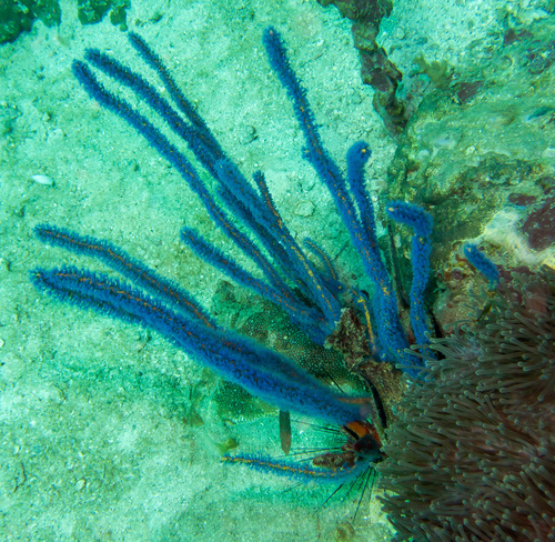 Euplexaura erecta (Euplexaura erecta)