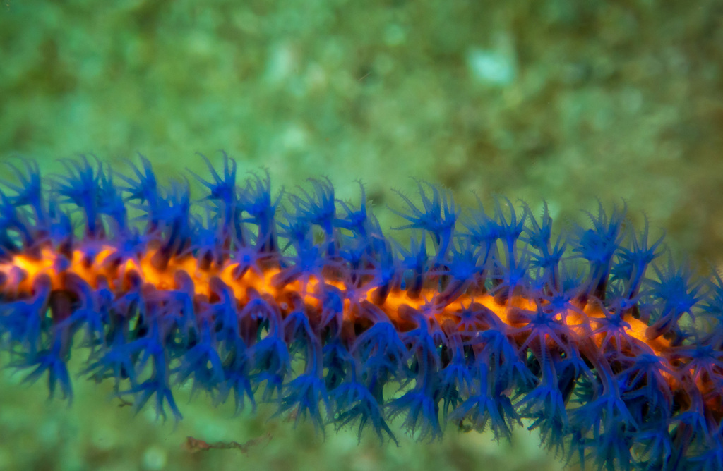 Euplexaura erecta (Euplexaura erecta) — recorded at Koh Bida Nok