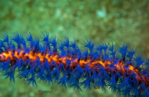 Euplexaura erecta (Euplexaura erecta)