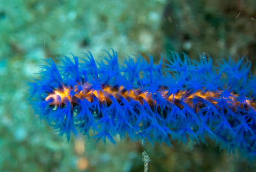 Euplexaura erecta (Euplexaura erecta)