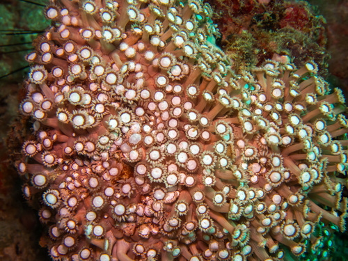 Goniopora albiconus