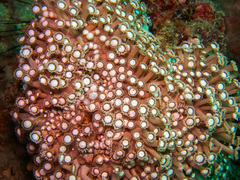 Goniopora albiconus