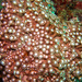 Goniopora albiconus