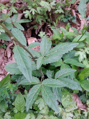 Cardamine bulbifera