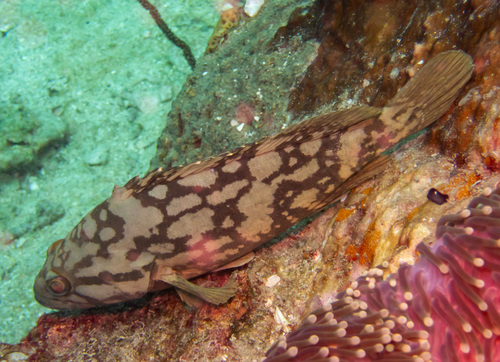 Bewolkte tandbaars (Epinephelus erythrurus) — Serranidae