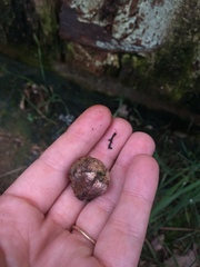 Rhizopogonaceae