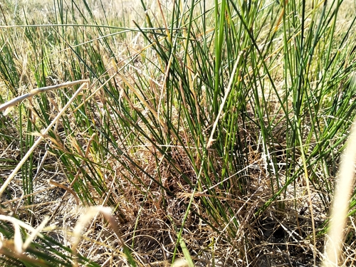 Image of Ficinia secunda by (c) De Waal Hugo, some rights reserved (CC BY)