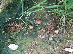 Rhizopogonaceae