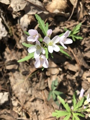 Cardamine concatenata