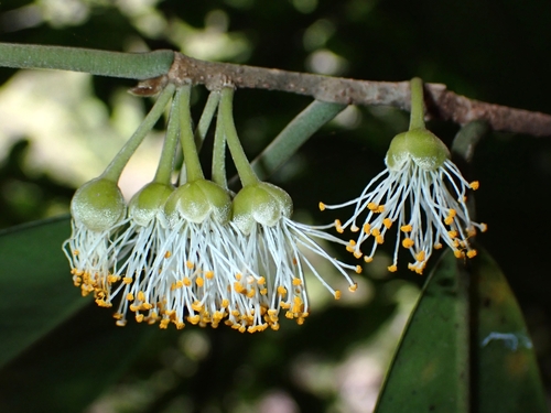 Lethedon salicifolia observed 2023-12-05