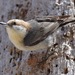 Brown-headed Nuthatch - Photo (c) skitterbug, some rights reserved (CC BY)