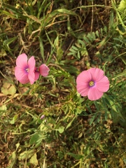 Linum pubescens