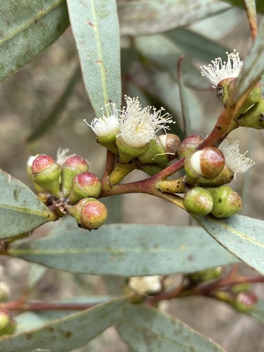 Eucalyptus misella