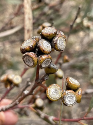 Eucalyptus misella 2