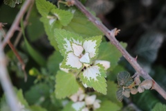 Lamium moschatum