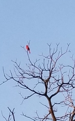 Cardinalis cardinalis