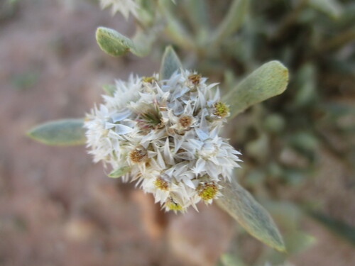 Image of Helichrysum candolleanum by no rights reserved
