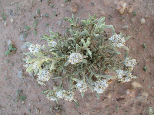 Image of Helichrysum candolleanum by no rights reserved