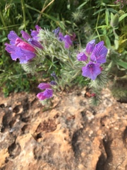 Echium judaeum