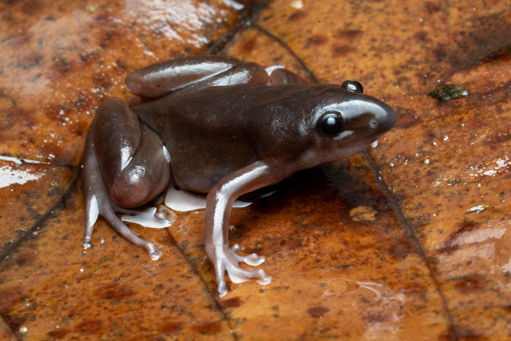 Gastrophrynoides