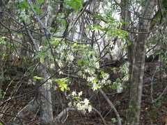 Albizia occidentalis