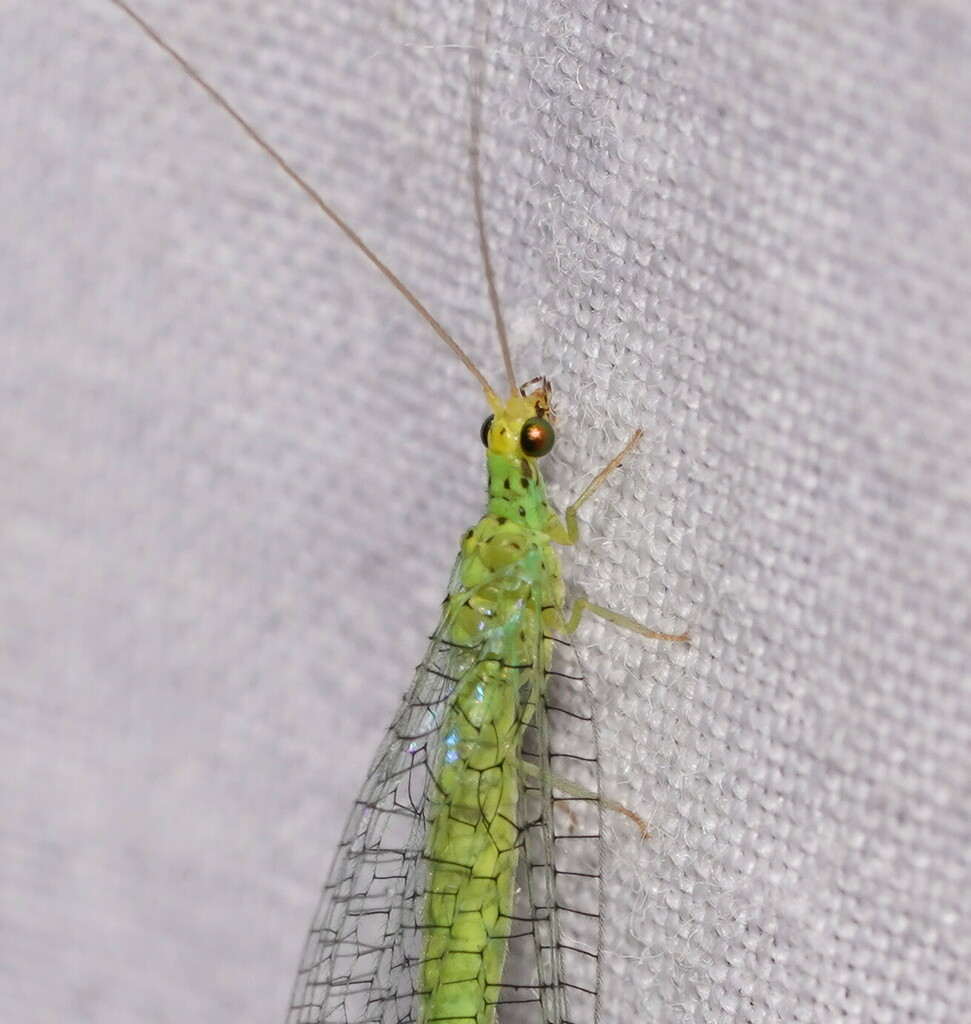 Apertochrysa punctithorax