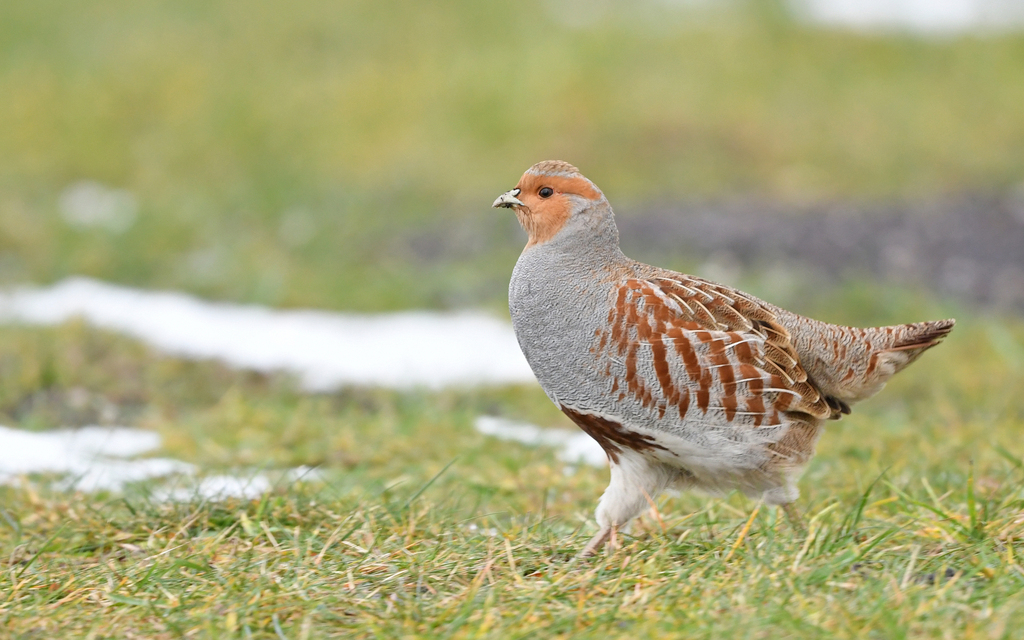 Grey Partridge
